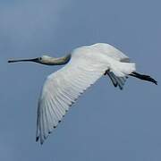 Eurasian Spoonbill