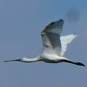 Eurasian Spoonbill