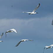 Eurasian Spoonbill