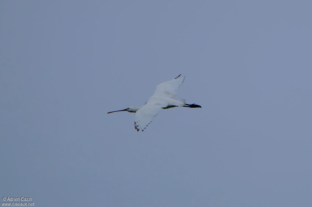 Eurasian Spoonbilladult, Flight