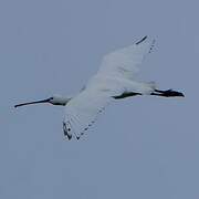 Eurasian Spoonbill