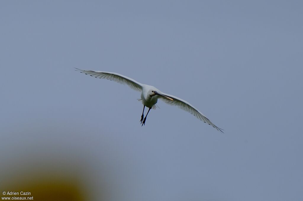 Eurasian Spoonbilladult, Flight