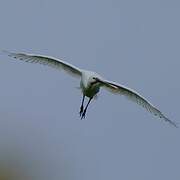 Eurasian Spoonbill