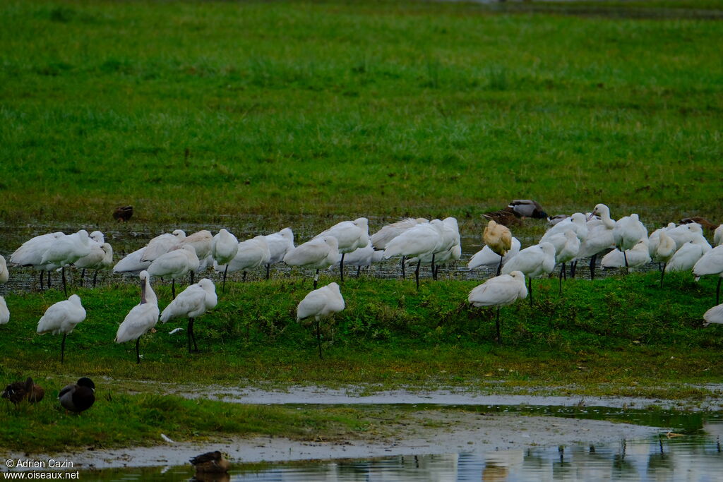 Eurasian Spoonbill