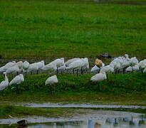 Eurasian Spoonbill