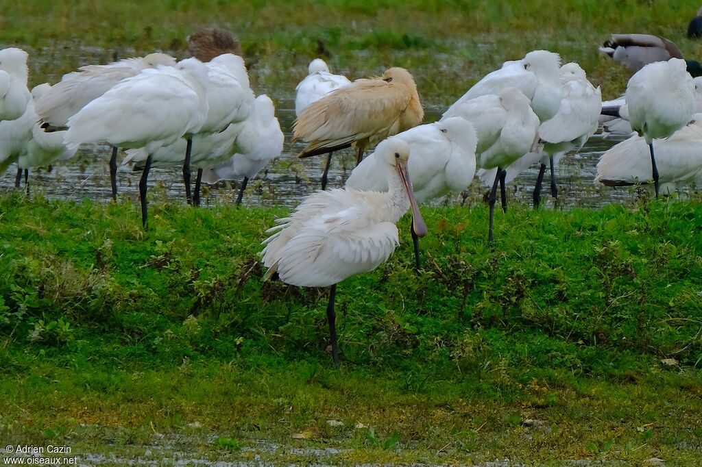 Eurasian Spoonbill