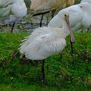 Eurasian Spoonbill