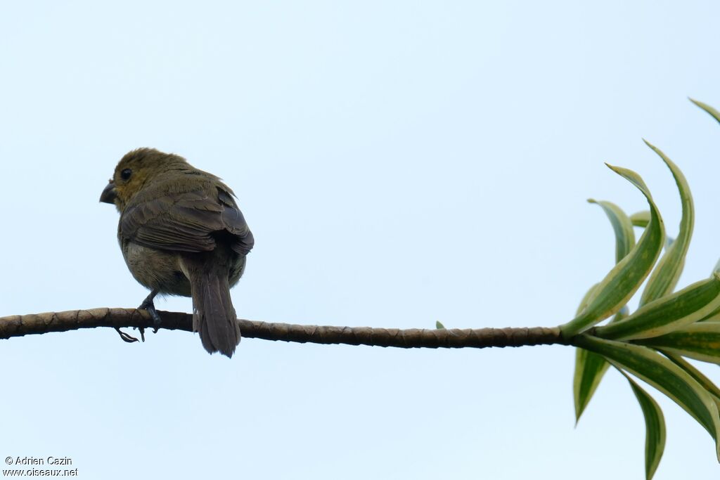 Variable Seedeater female adult, identification