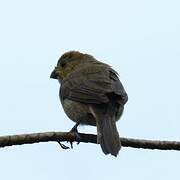 Variable Seedeater