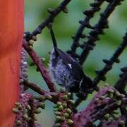 Variable Seedeater