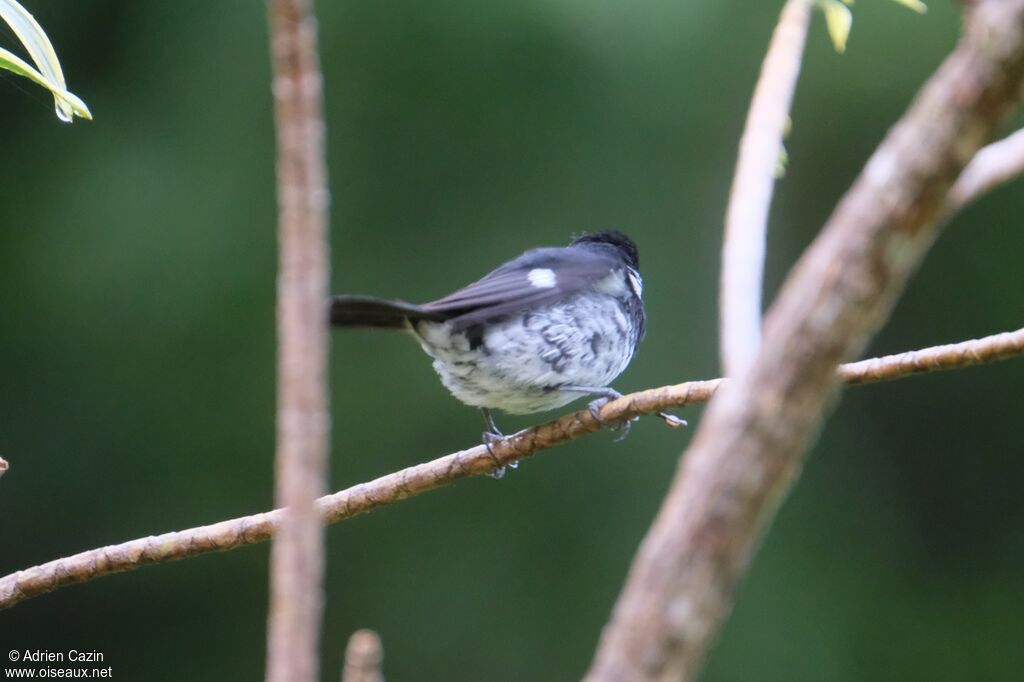 Variable Seedeater male