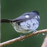 Variable Seedeater