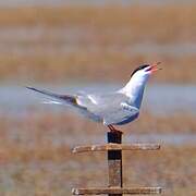 Common Tern