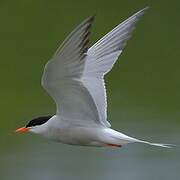 Common Tern