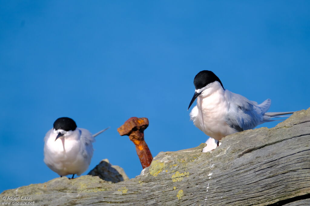 White-fronted Ternadult