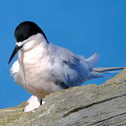 White-fronted Tern