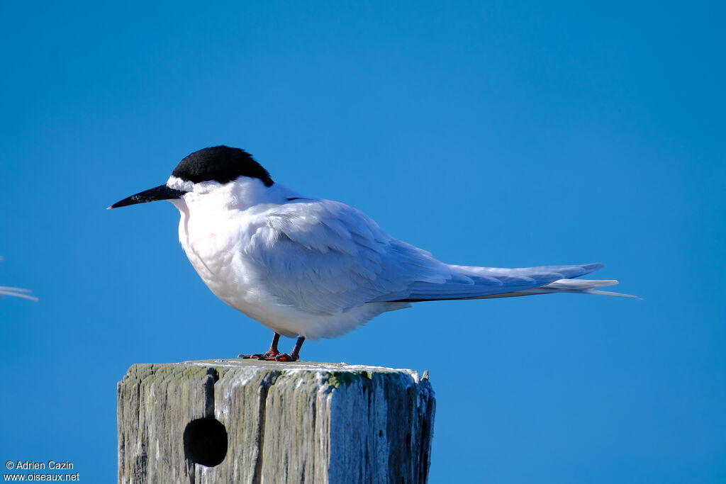 White-fronted Ternadult, identification