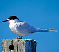 White-fronted Tern