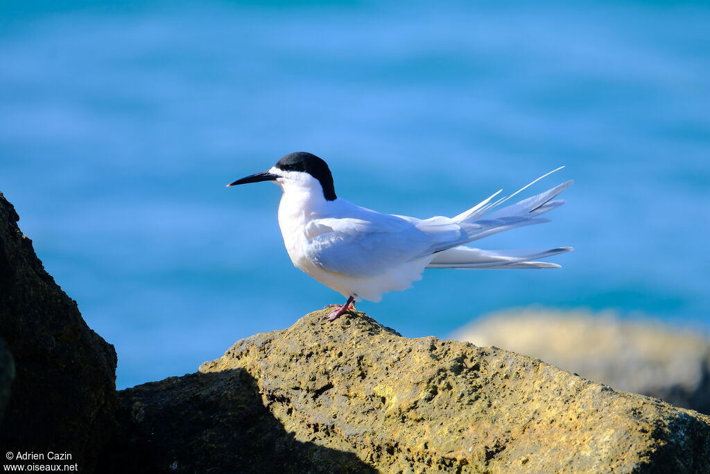 White-fronted Ternadult, aspect