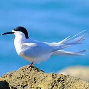 White-fronted Tern