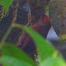 Synallaxe à face rouge