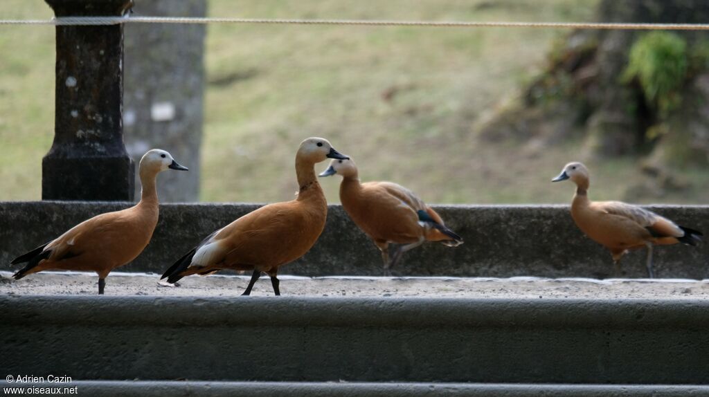 Ruddy Shelduck