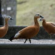 Ruddy Shelduck