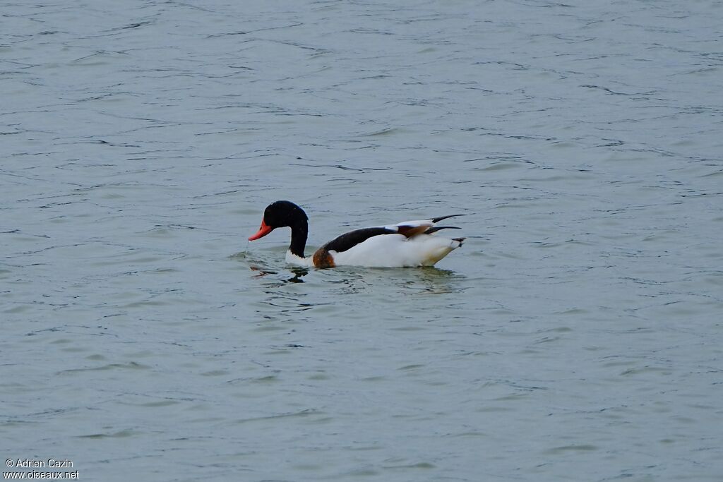 Common Shelduckadult