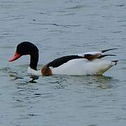 Common Shelduck