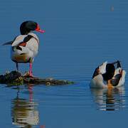 Common Shelduck