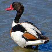 Common Shelduck