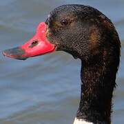 Common Shelduck
