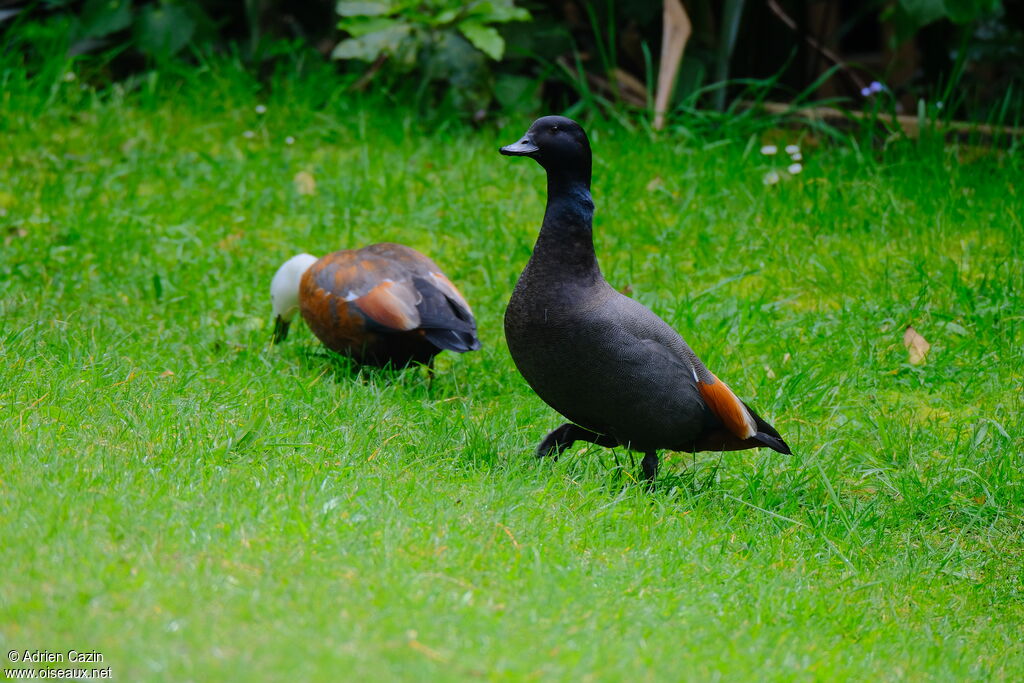 Paradise Shelduckadult