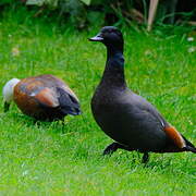 Paradise Shelduck