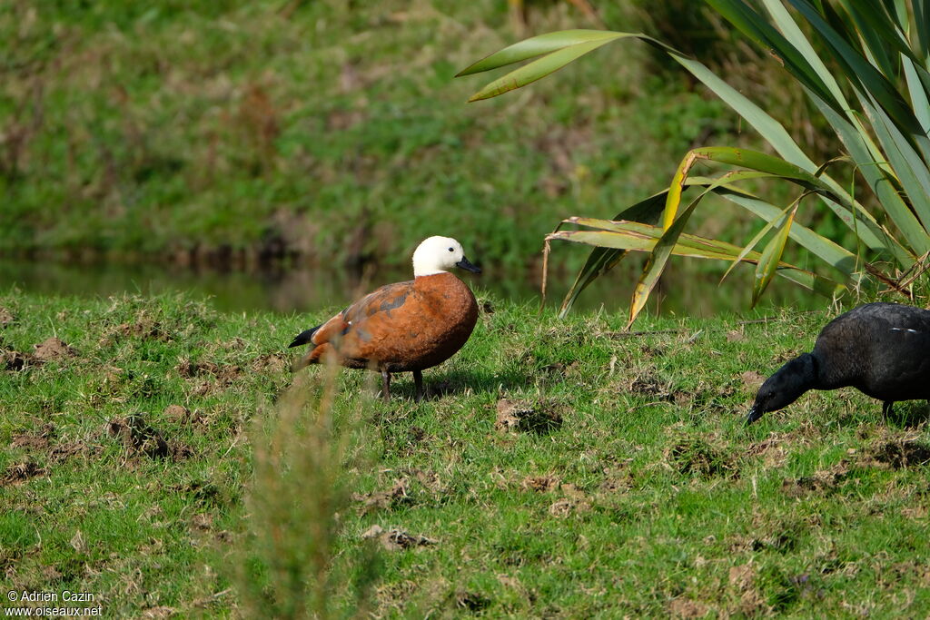 Paradise Shelduck female adult