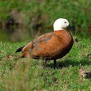 Paradise Shelduck