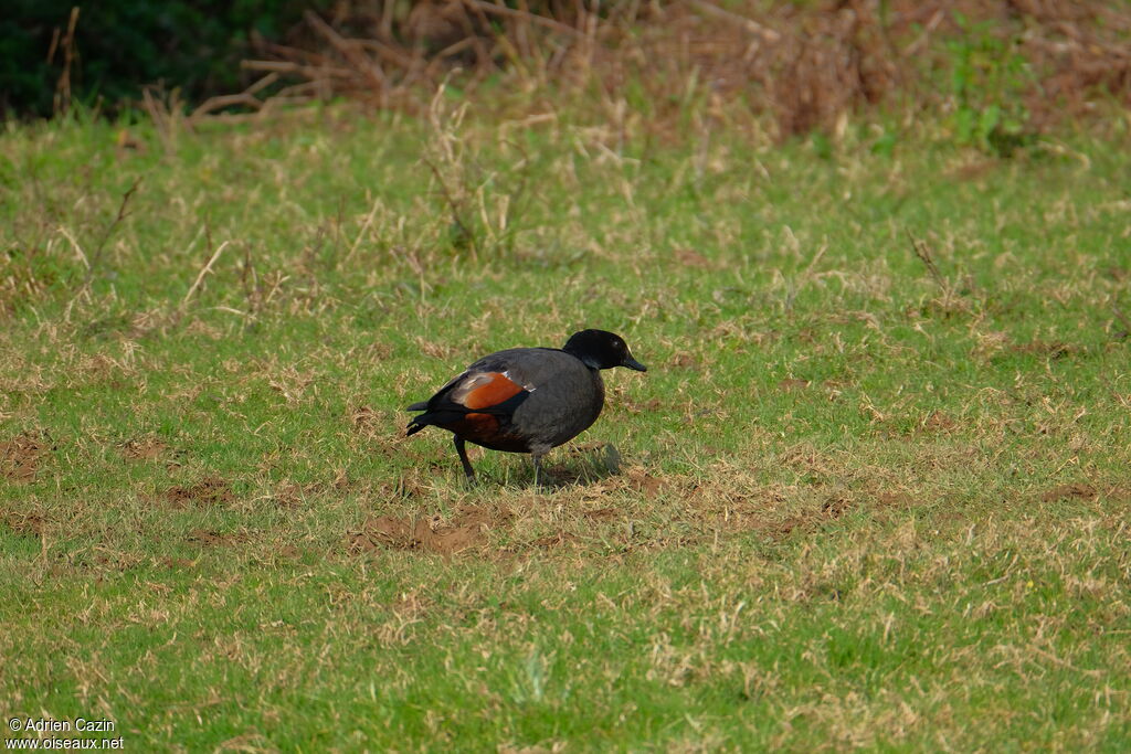 Paradise Shelduck male adult