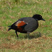 Paradise Shelduck