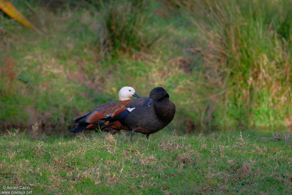 Paradise Shelduckadult