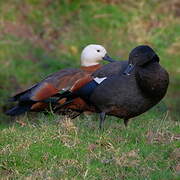 Paradise Shelduck