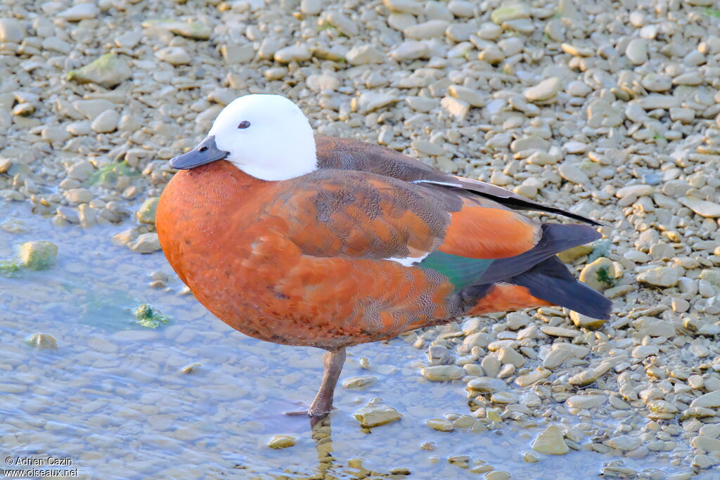 Paradise Shelduck female adult