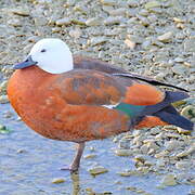 Paradise Shelduck