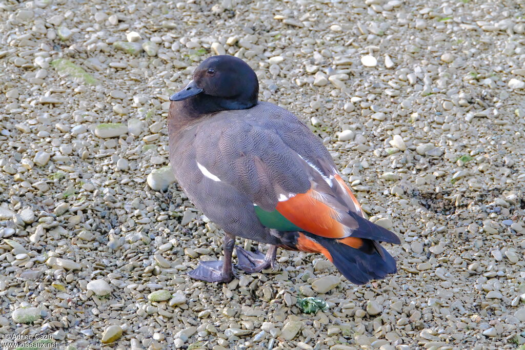 Paradise Shelduck male adult