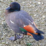 Paradise Shelduck