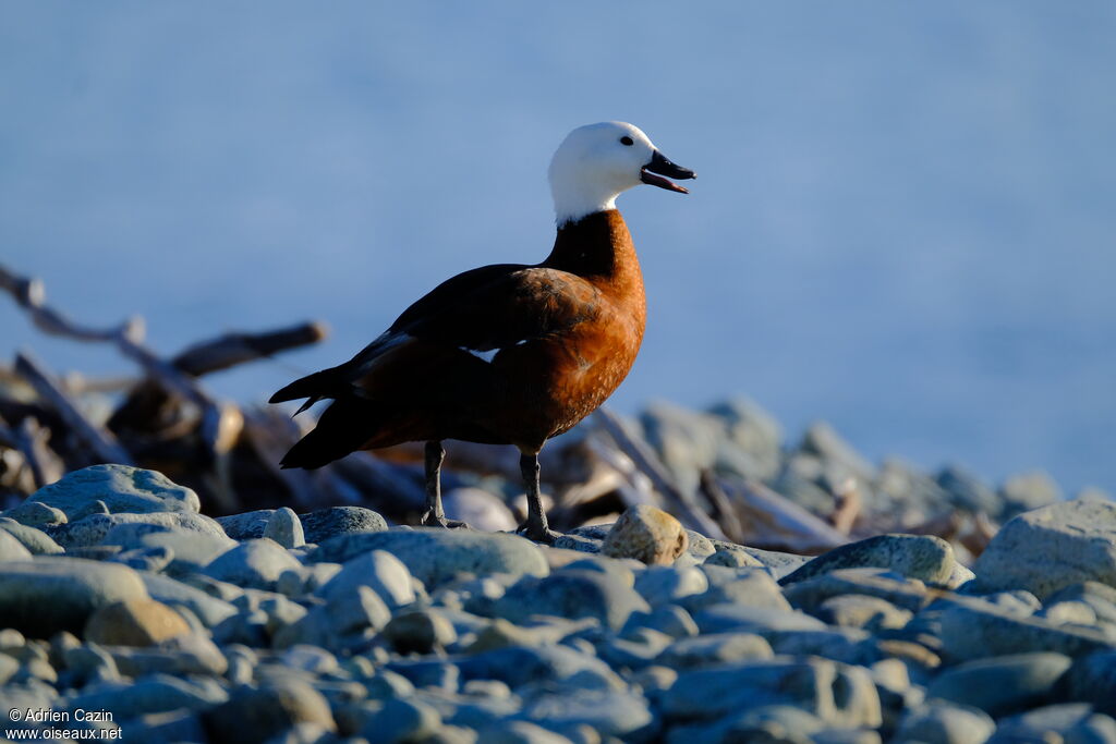 Paradise Shelduck female adult