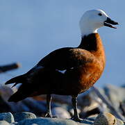 Paradise Shelduck