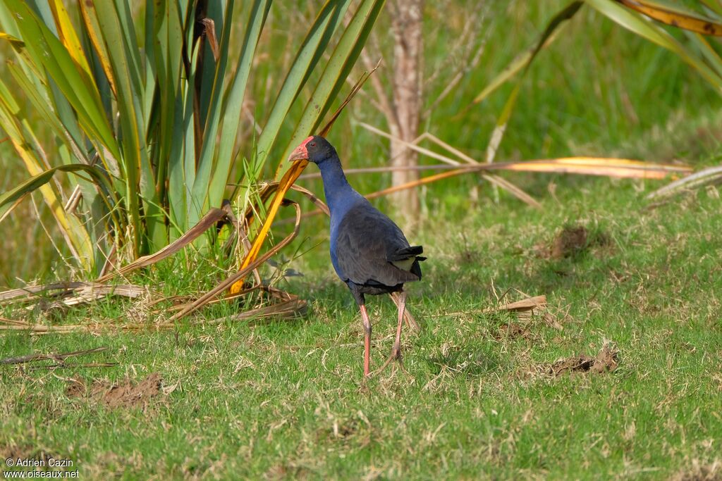 Australasian Swamphenadult