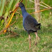 Australasian Swamphen