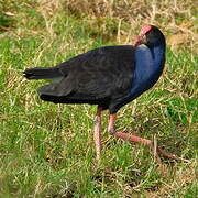 Australasian Swamphen