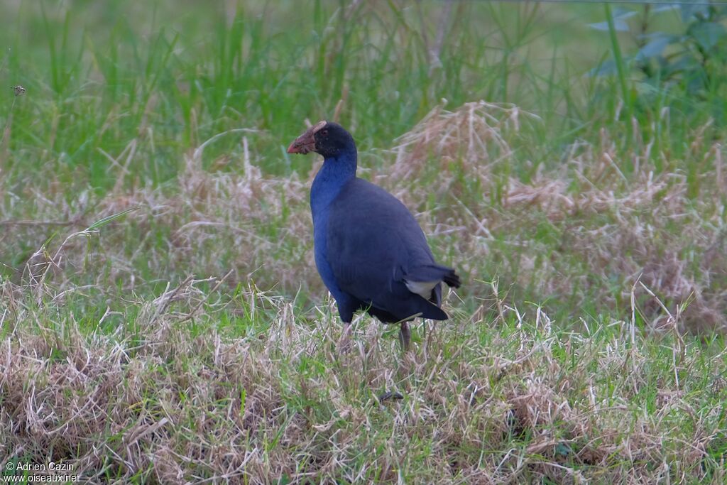 Australasian Swamphenadult